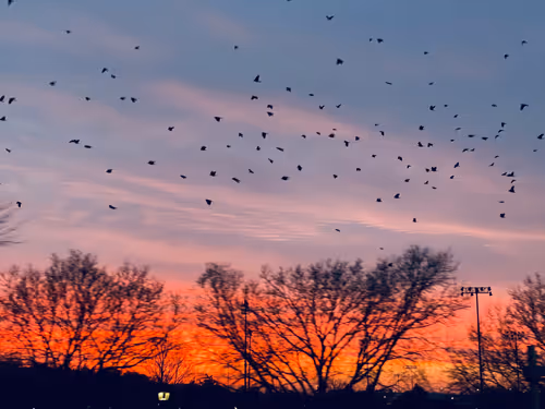 Item #114279786815483835742935838326294260638396500058431288090028659167731522732033 Media