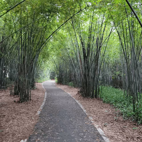 Untitled Collection #88596590