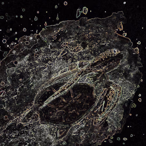 Galaxy Animal 1
