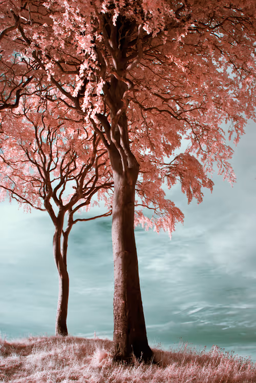 Item #105424874580272350249353180101820695324338341917620358577696675039923400605697 Media