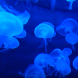 Under Water