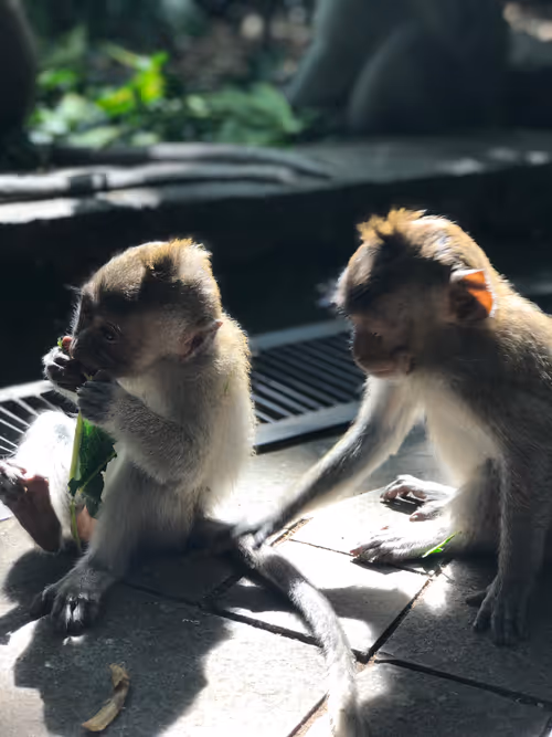 Item #87609363842710465991682086975489356954214862869006387514816886309942456221697 Media