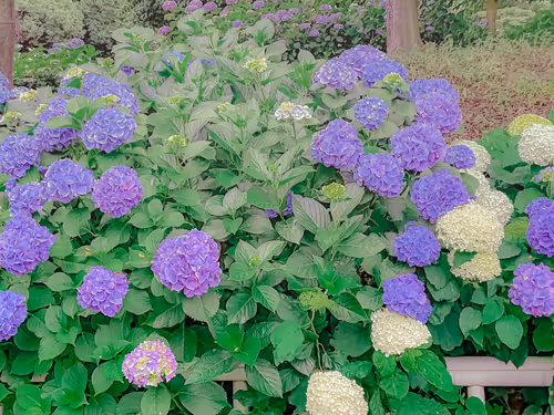 Item #26309083901545567454709889211670292098627789932924015051489478926190075969541 Media