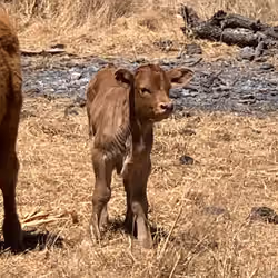 Lil Cow'