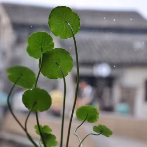 Apolloluo Collection