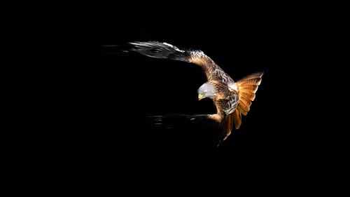 Item #46452483458583203516315982978938450085819332447988047322207474307858329239553 Media