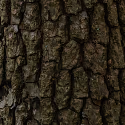Tree Bark 2