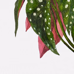 The Polka Dot Begonia 3