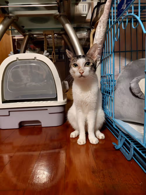 Item #99936926881834722245494880846447902772970396691943269501904837361584534716417 Media