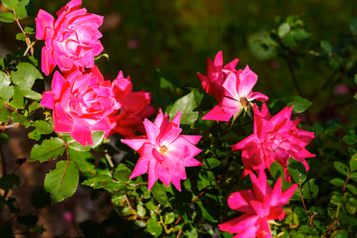 Item #104376002949691435372186332922329426885438855104179935790586764277372543827972 Media