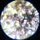 Trichomes NFT