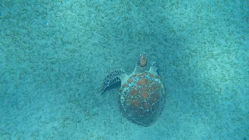 Item #57636846716625674083637003599082399011400728335992986804098864699992784764929 Media