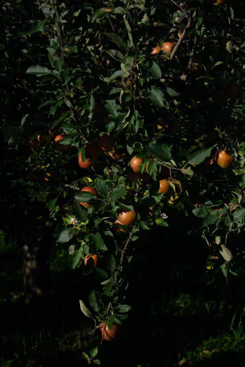 Item #11823596008958279649745844571271956333298936525700857190365537788589789675521 Media