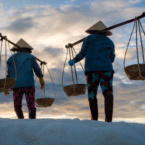 Salt Harvest