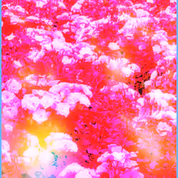 Roses V3