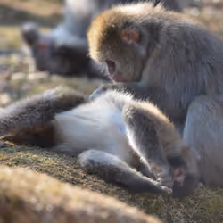 Japanese macaque grooming