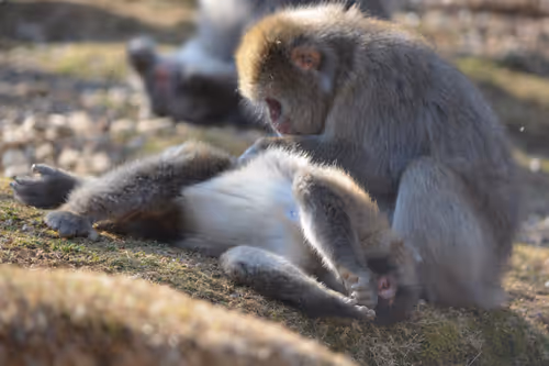 Item #57041162778550996301267403956600721838797738495153576626701173691559490617345 Media