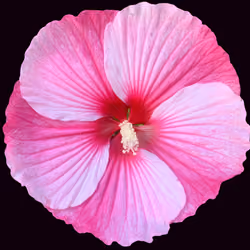PinkRed