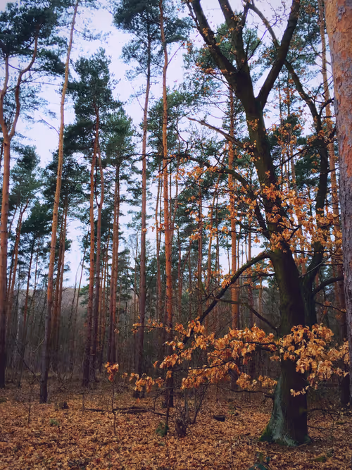 Item #51690675638909644790966826113213763437997288927381309606437552007785073344513 Media