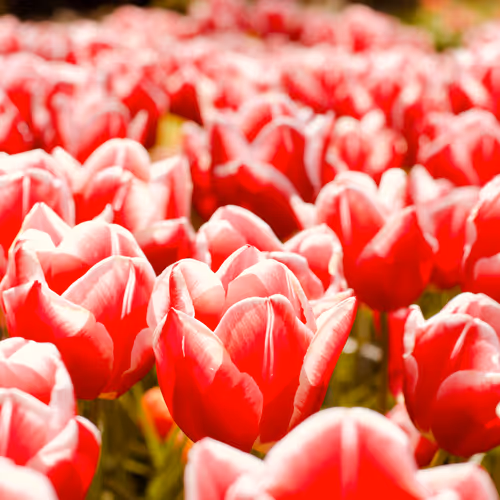 ColorfulTulips #3
