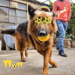 catch ball game with dog