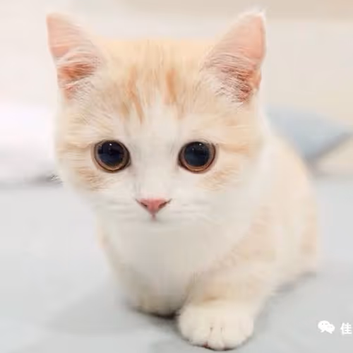 XiaoMaoMii