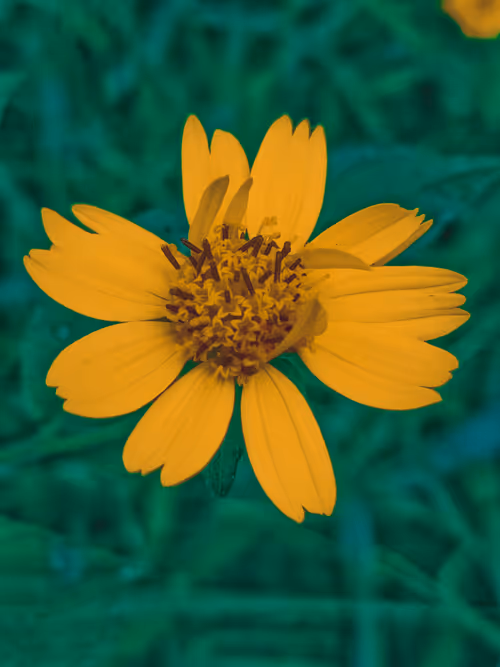 Item #100623597699185972117634152426257086228812849295265743593256980205183279562753 Media