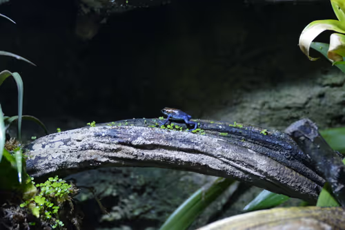 Item #52956220066904984822105294950617311198708422789705140296862517619179588157441 Media