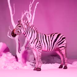 GALACTIC ZEBRA #297