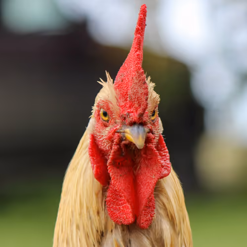 Look at my Cock #69