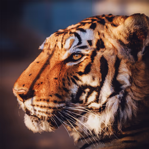 Item #68727627235032770474496414730754375028933125961672685074753311481856918552594 Media