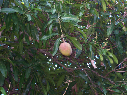 Item #52182003056719623543075732543608248748892502658984332936685367678982183452673 Media