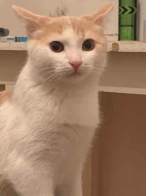 Item #1113508970610641166778938625464196378388074007844588269990612828393538846721 Media