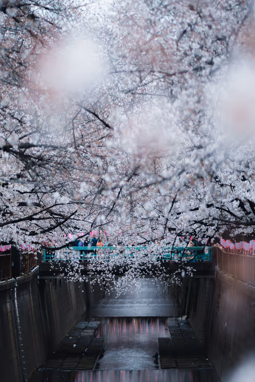 Item #84492978198119788081858584857369630260874381154171846651703266090698825269249 Media