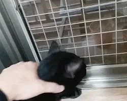 Abo The Black Cat #21