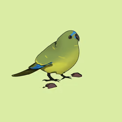 Rock Parrot