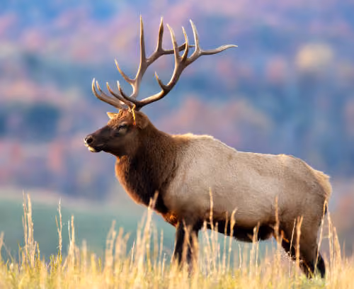 Big deer:)