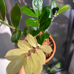 VARIEGATED ZZ II