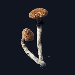 5. dried "Golden Teacher" "Magic" mushroom, Psilocybe cubensis