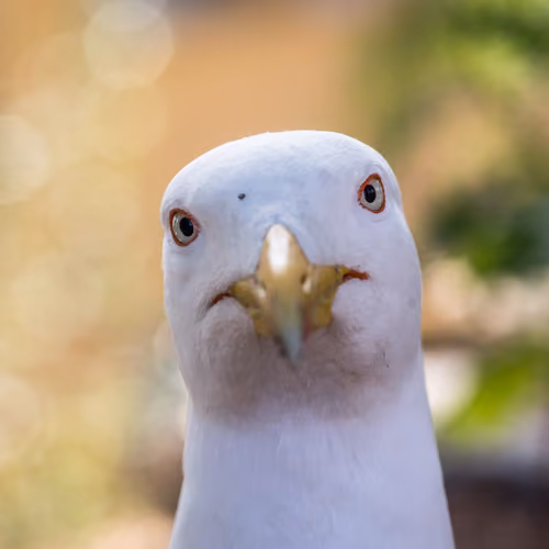 sup