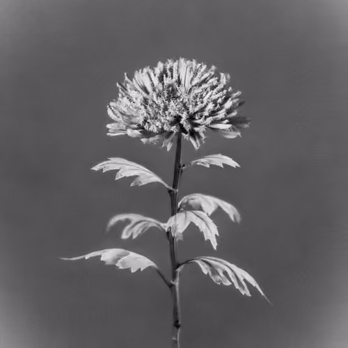 Anthos #37 - Avignon