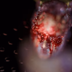 Bloodhead 4