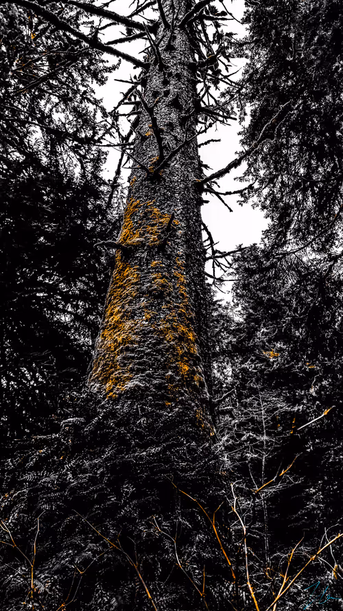 Item #20976301758881134831989222665278936219784108903075361536191037526040811405313 Media