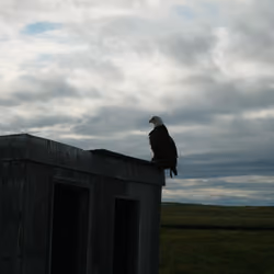 Alaskan Eagle
