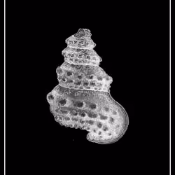 Shell Seven