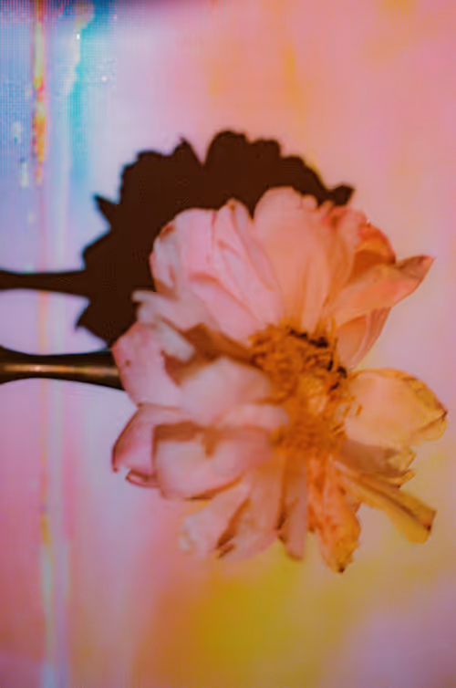 Item #6543125285758794139519418366552479585360659536622126303737985017779754893313 Media