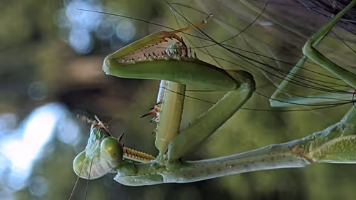 Item #47518194273065051299756248603371626593986050369570479212048397404721914052609 Media