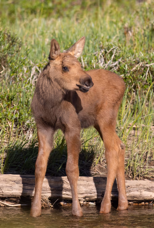 Item #19207338348144225692080396183640865546201068415206893468727031825577094938625 Media