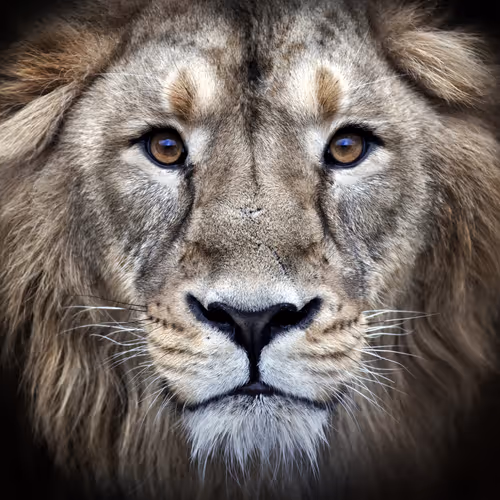 Untitled Collection #149760824