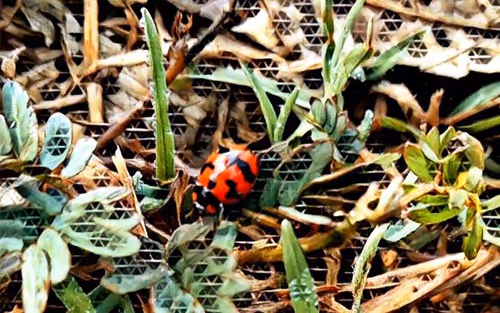 Item #81269833061274051173789884418282317830923519221172308843662164490067166363649 Media